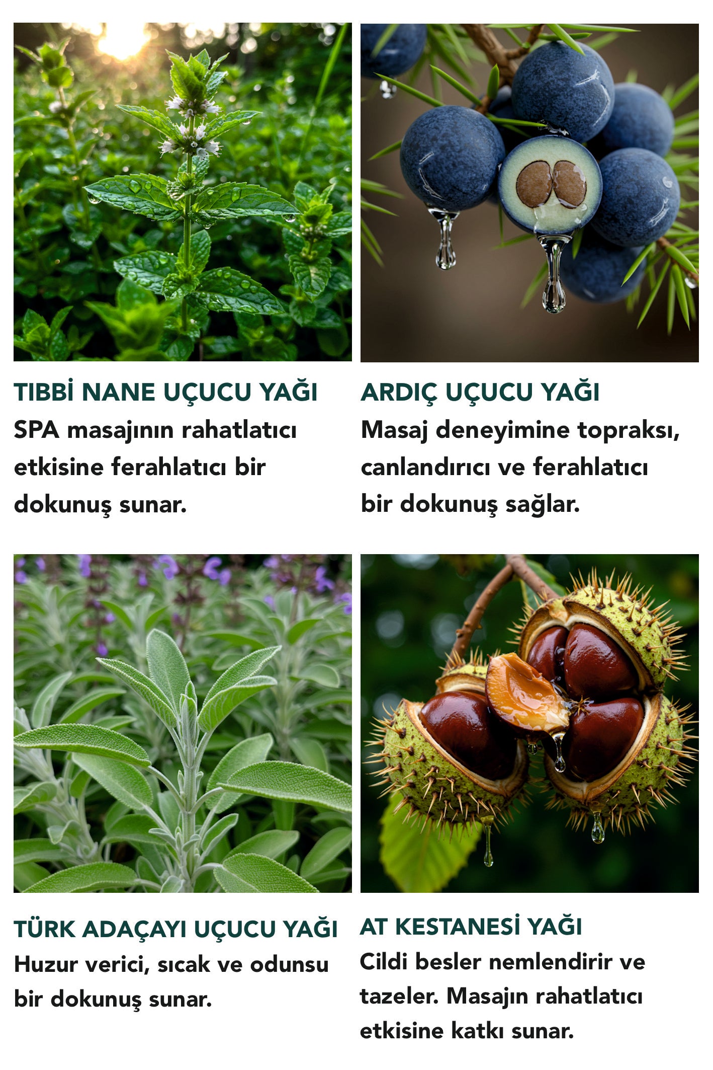 FERAHLATICI NANE - ARDIÇ MASAJ BALMI - RAHATLATICI MASAJ DENEYİMİ 50 ML
