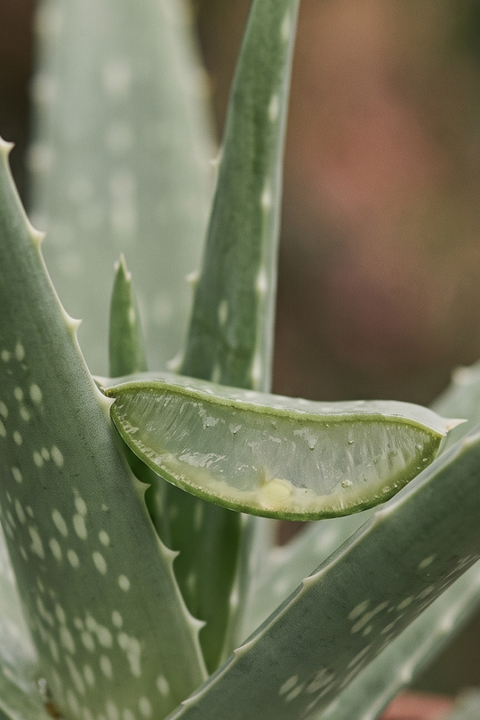 Aloe Vera (Aloe barbadensis) — ARAP YARIMADASI