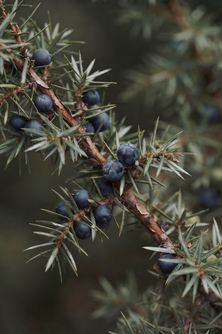 Ardıç (Juniperus communis) — TOROSLAR