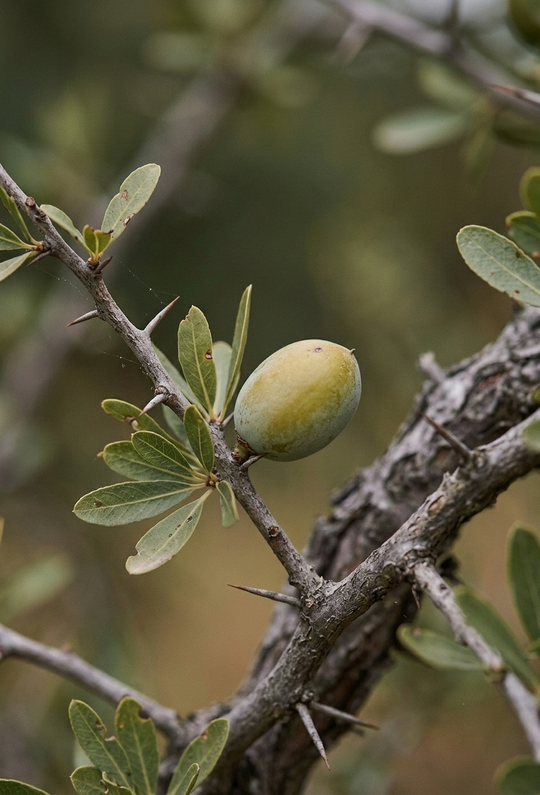 Argan (Argania spinosa) — FAS