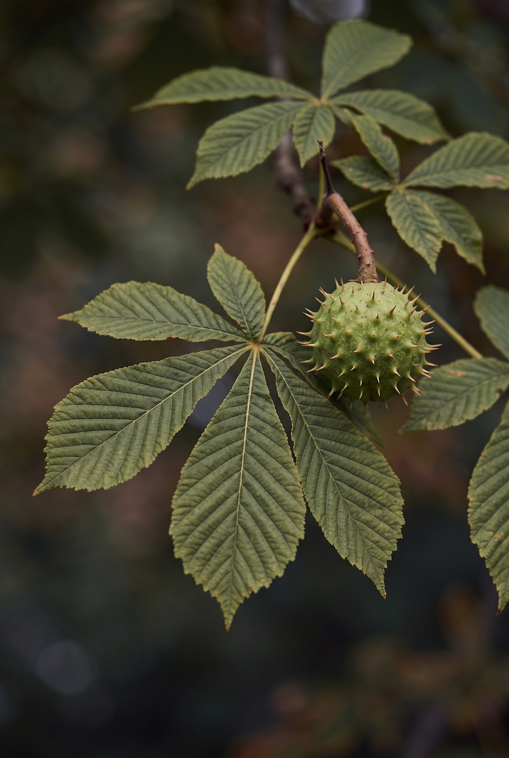 At Kestanesi (Aesculus hippocastanum) — BALKANLAR