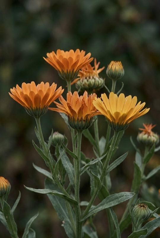 Aynısefa (Calendula officinalis) — AKDENİZ