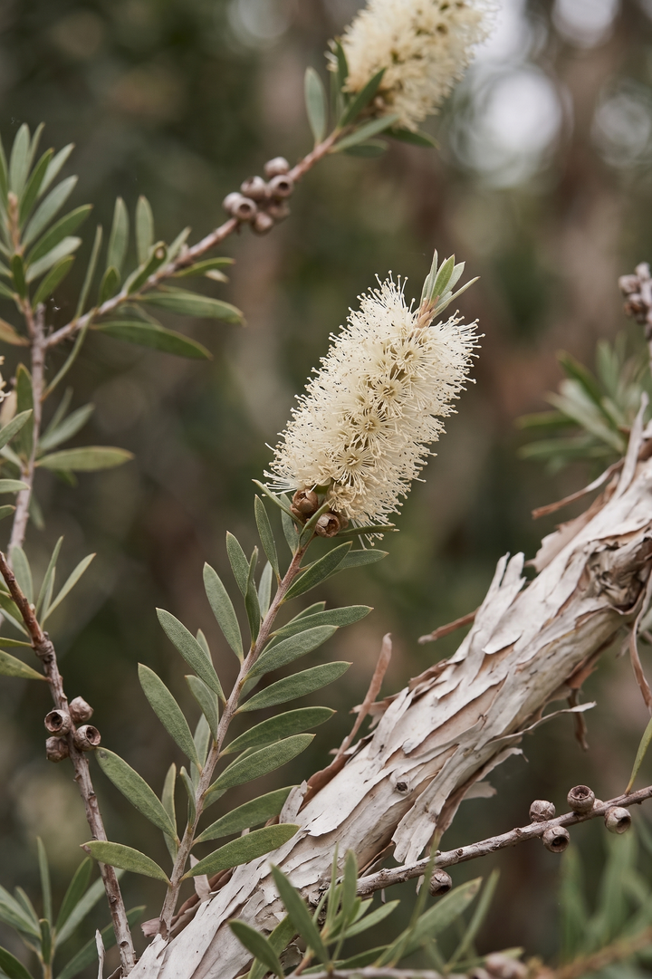 Çay Ağacı (Melaleuca alternifolia) — Avustralya