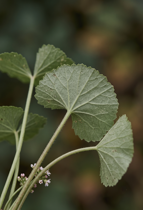 Centella (Centella asiatica) — GÜNEY ASYA