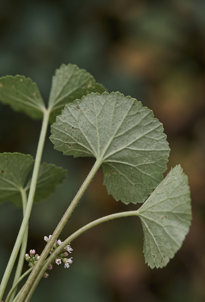 Centella (Centella asiatica) — GÜNEY ASYA