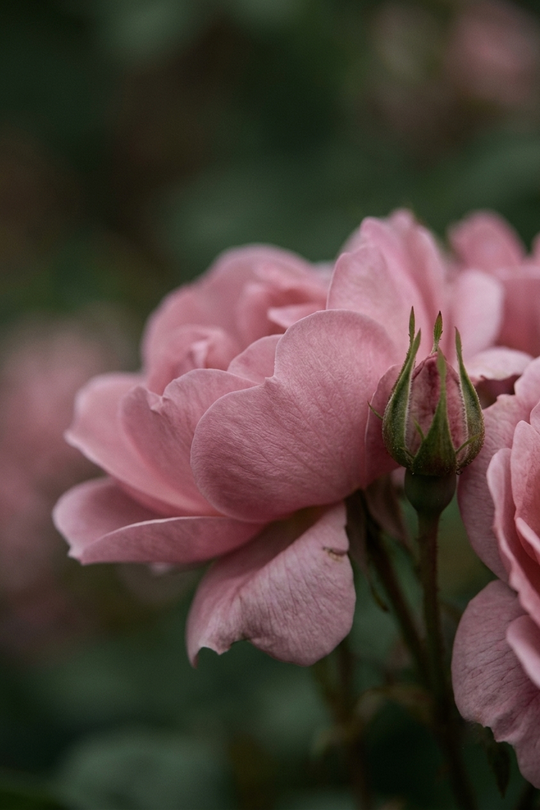 Gül Suyu (Rosa damascena) — Isparta