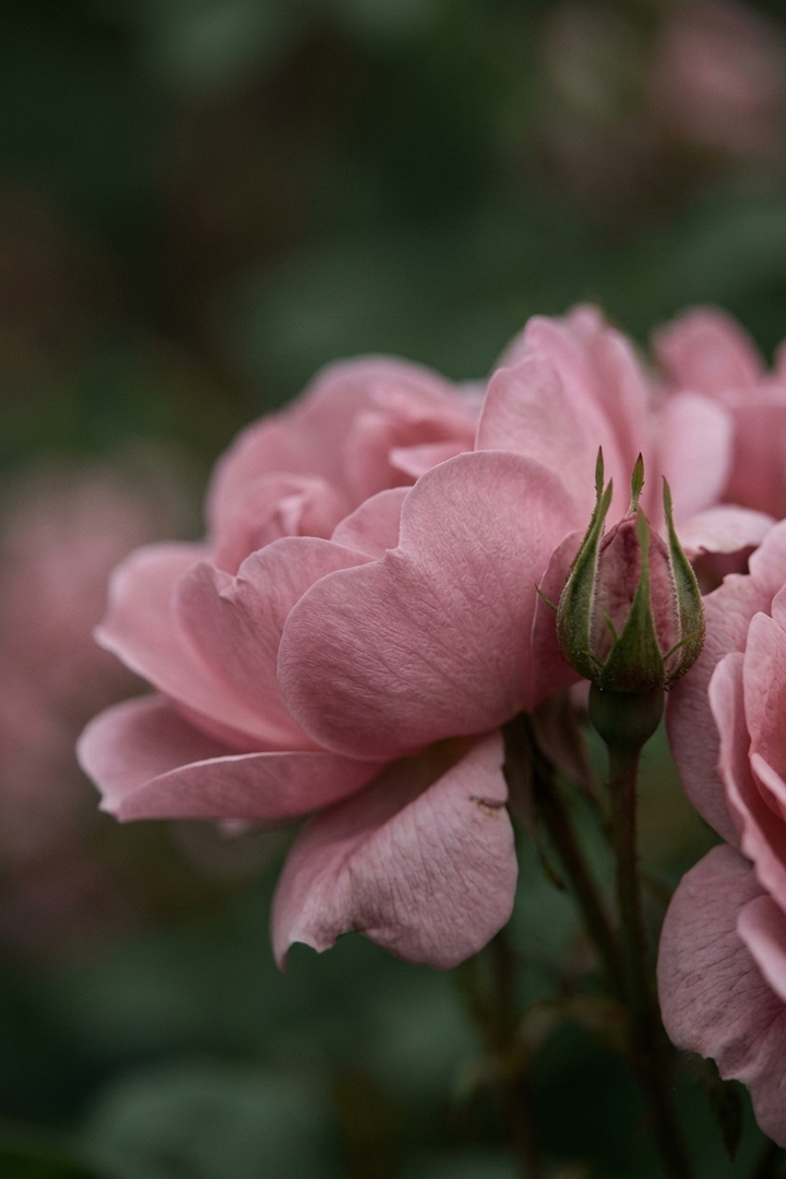 Gül Suyu (Rosa damascena) — Isparta
