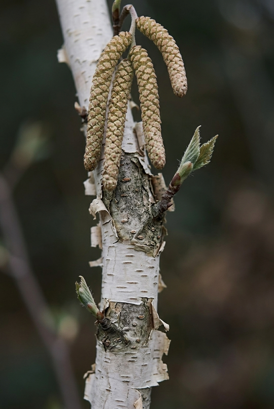 Huş Yaprağı (Betula alba) — KUZEY ORMANLARI
