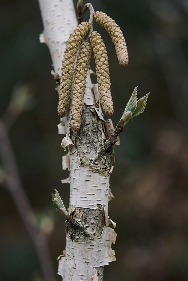 Huş Yaprağı (Betula alba) — KUZEY ORMANLARI