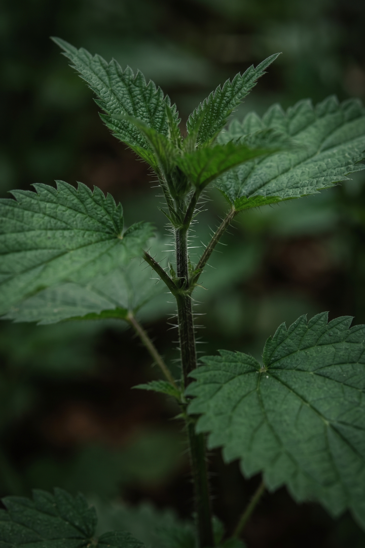 Isırgan (Urtica dioica) — ANADOLU