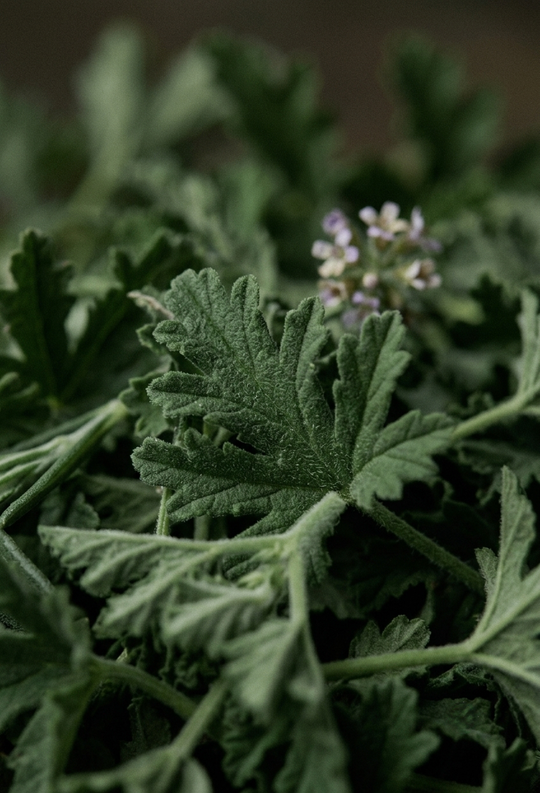 Itır (Pelargonium graveolens) — ISPARTA