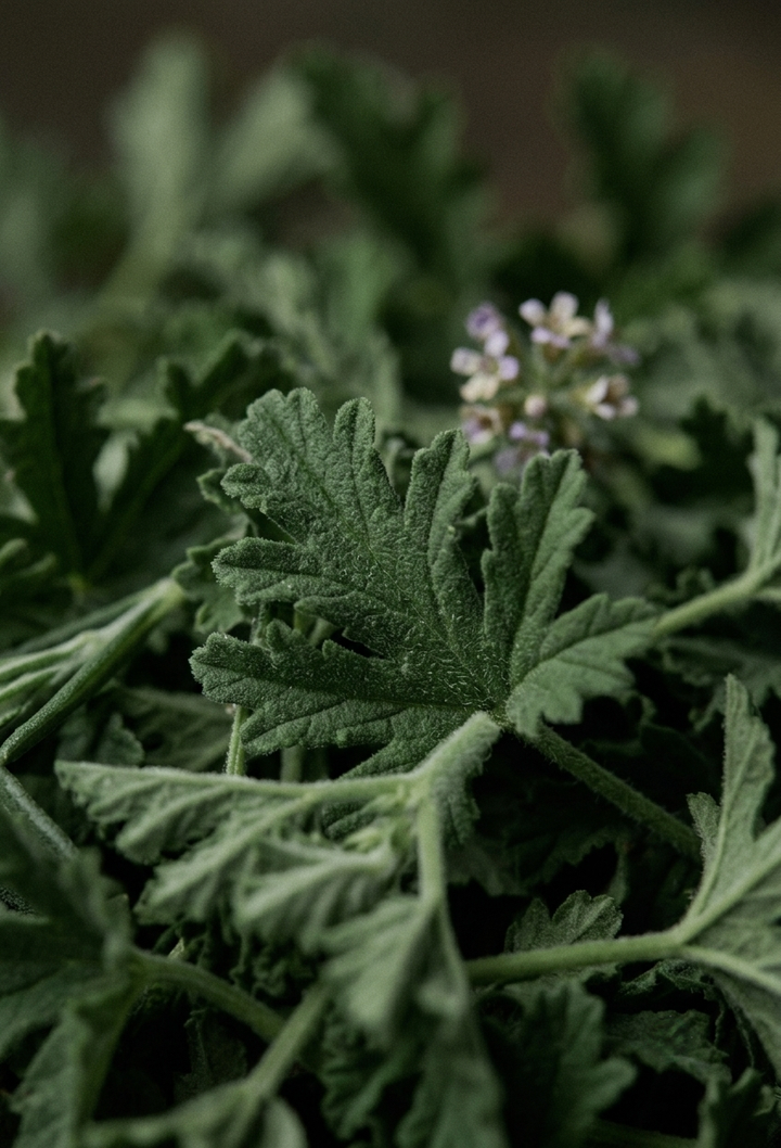 Itır (Pelargonium graveolens) — ISPARTA