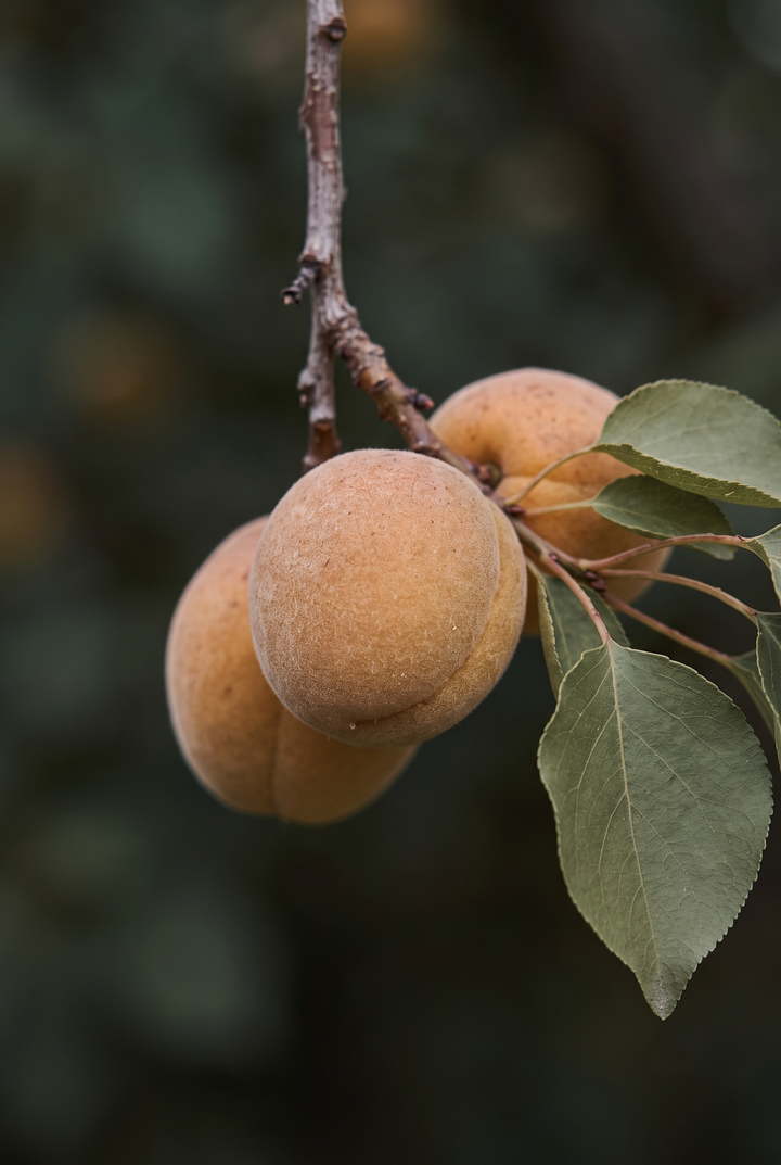 Kayısı (Prunus armeniaca) — MALATYA