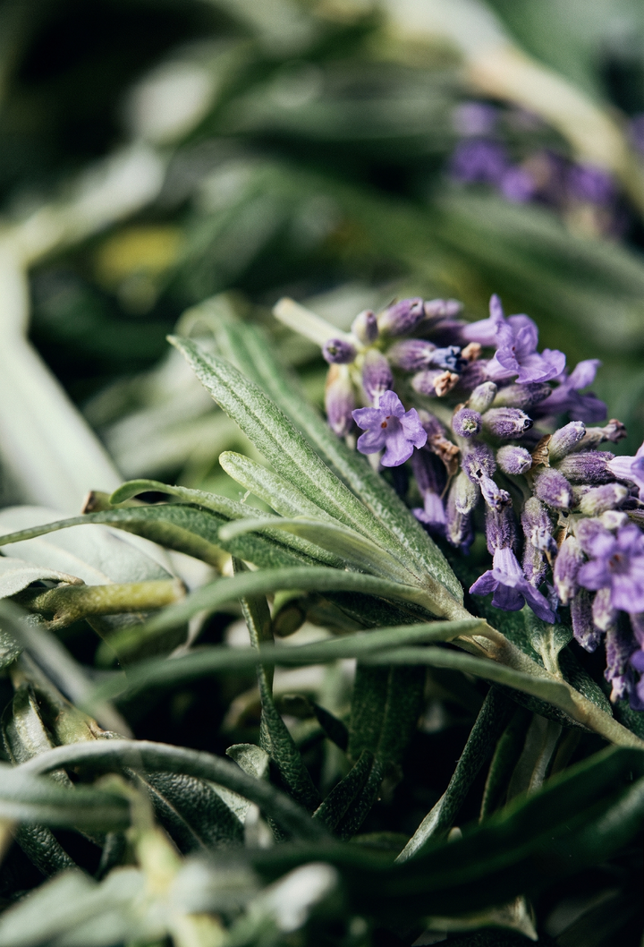 Lavanta Suyu (Lavandula angustifolia) — Ege