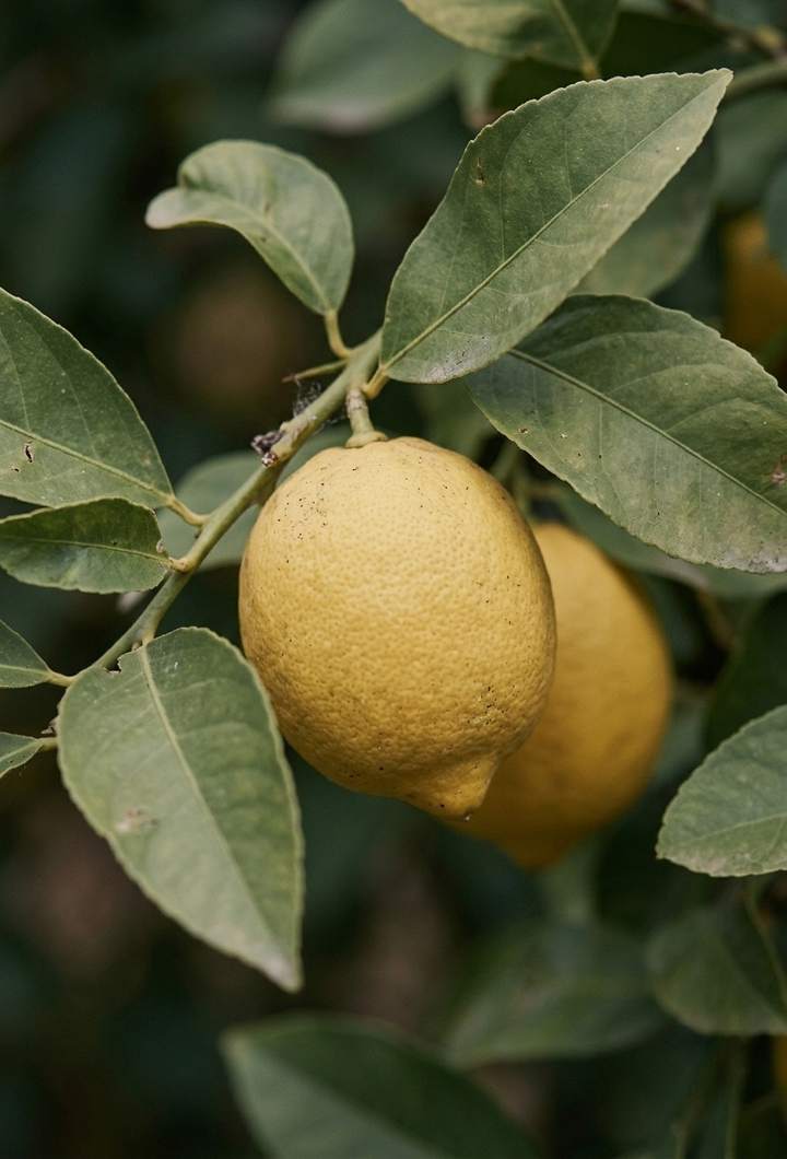 Limon (Citrus limon) — AKDENİZ