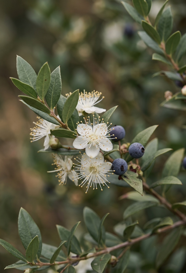 Mersin Çiçeği (Myrtus communis) — Akdeniz