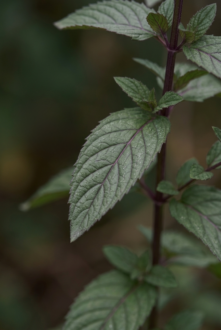 Tıbbi Nane (Mentha piperita) — ANADOLU