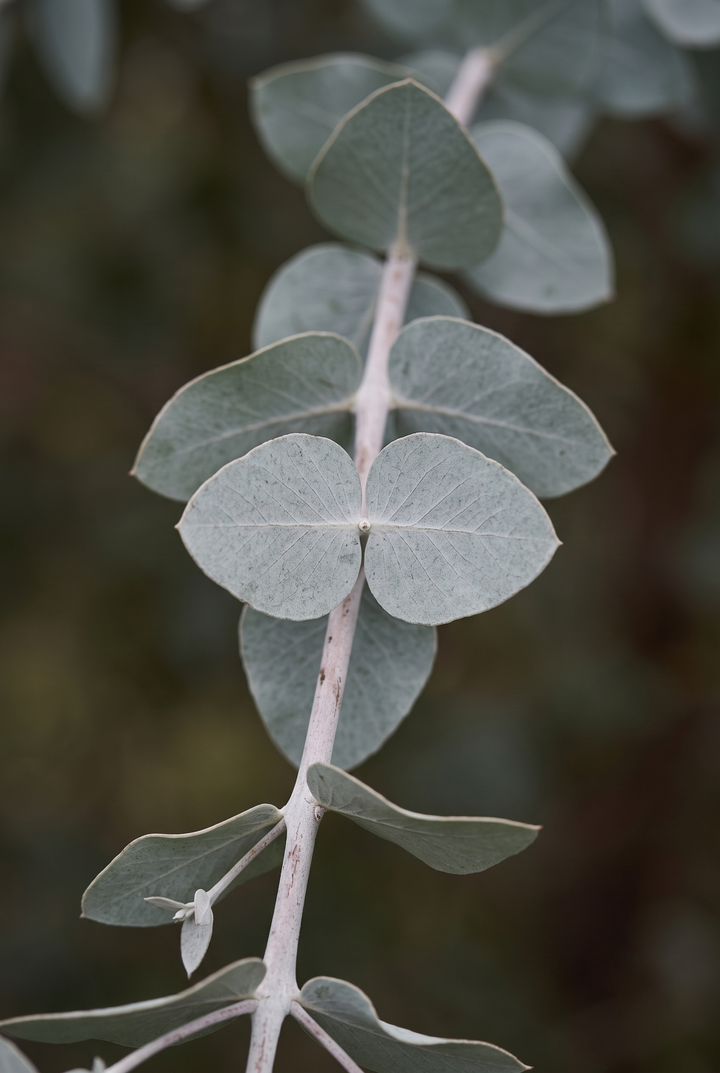 Okaliptus (Eucalyptus globulus) — AVUSTRALYA