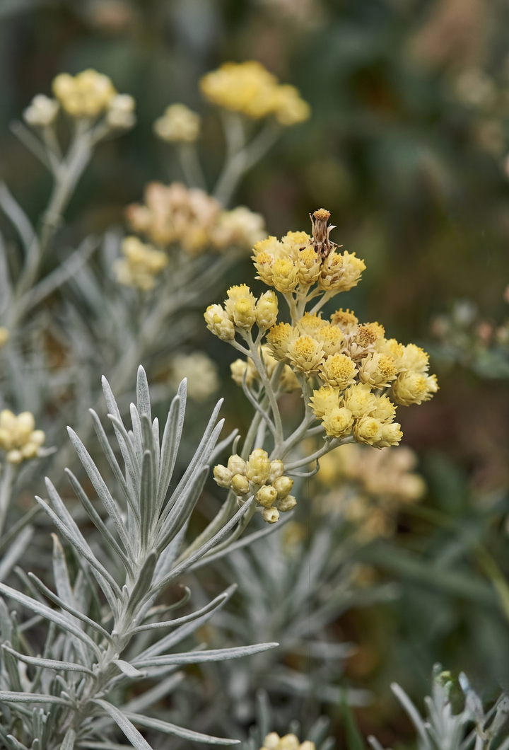 Ölmez Çiçek (Helichrysum italicum) — AKDENİZ