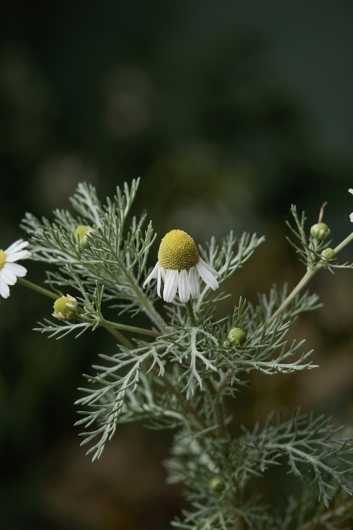 Papatya (Chamomilla recutita) — ANADOLU