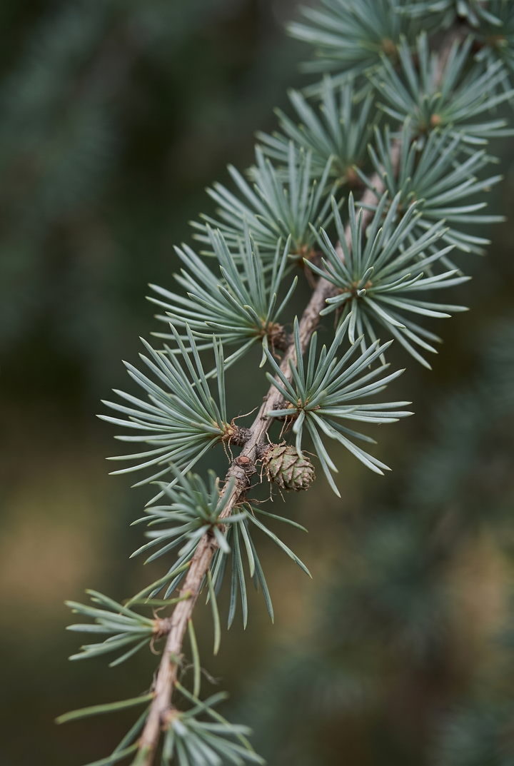 Sedir (Cedrus atlantica) — ATLAS DAĞLARI