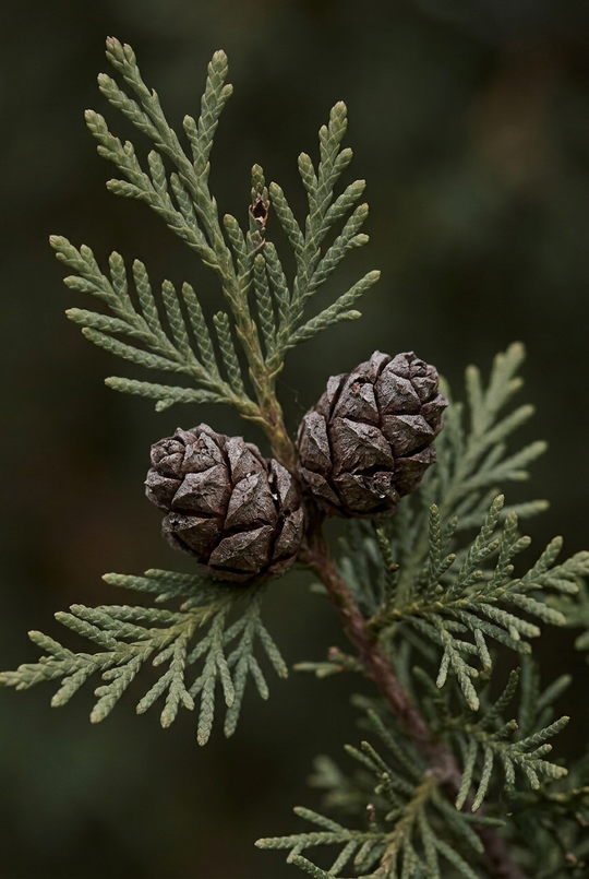 Servi (Cupressus sempervirens) — AKDENİZ