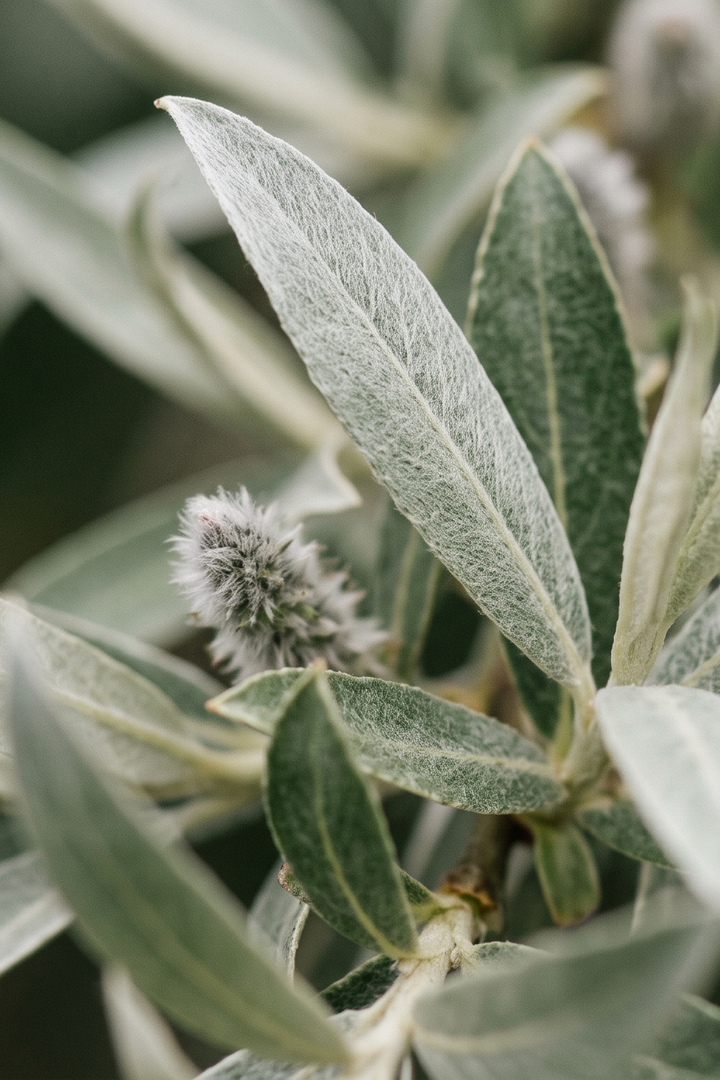 Söğüt Ağacı (Salix alba) — ANADOLU