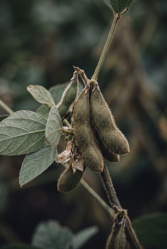 Soya (Glycine soja) — UZAK DOĞU