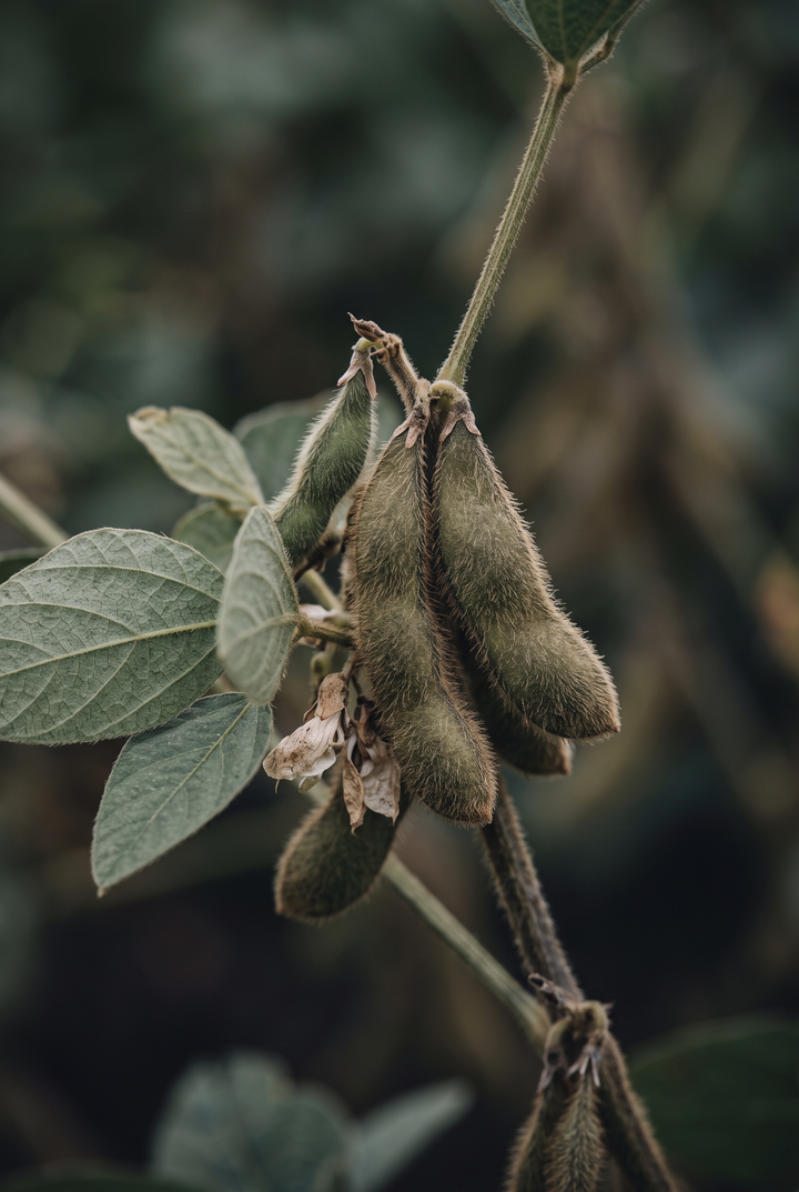 Soya (Glycine soja) — UZAK DOĞU