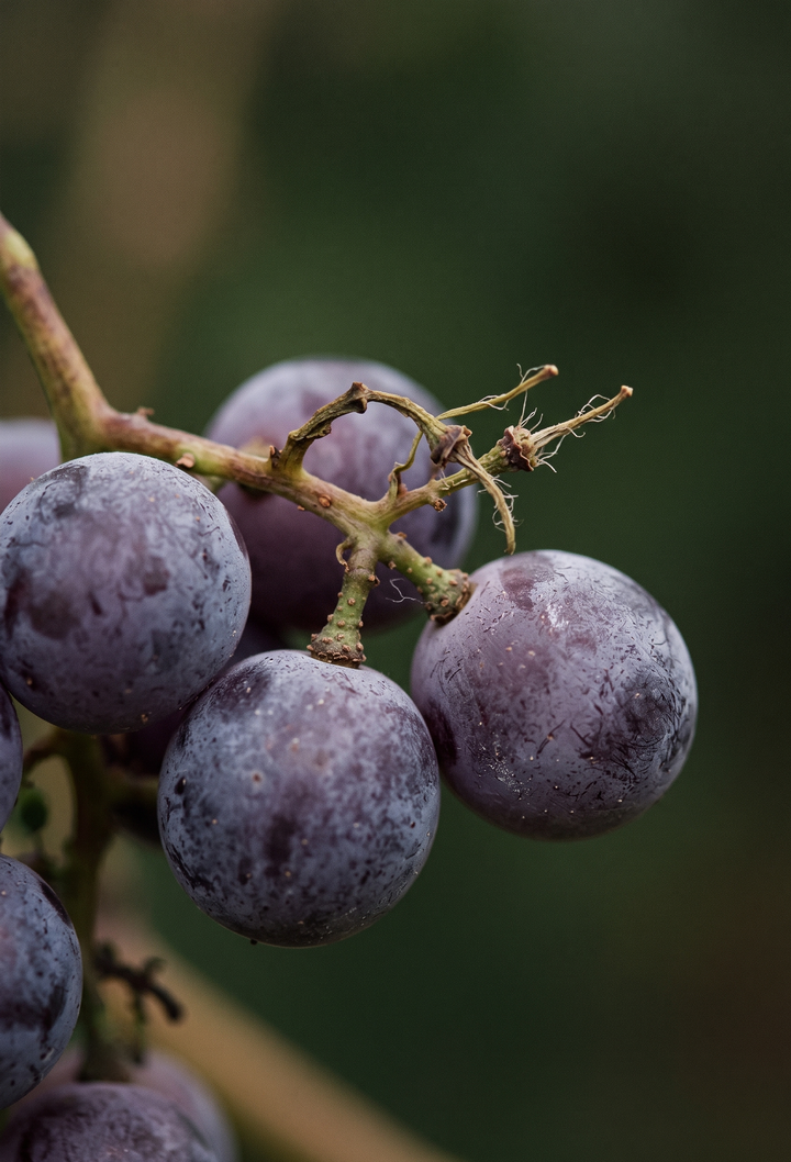 Üzüm Çekirdeği (Vitis vinifera) — EGE