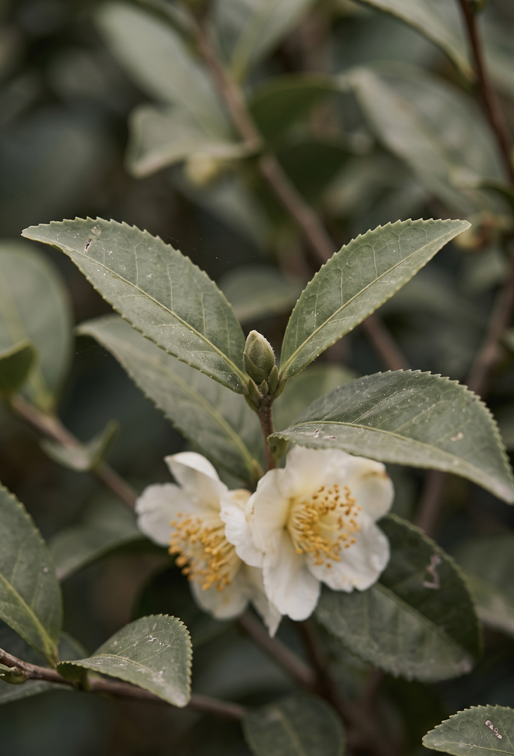 Yeşil Çay (Camellia sinensis) — Karadeniz